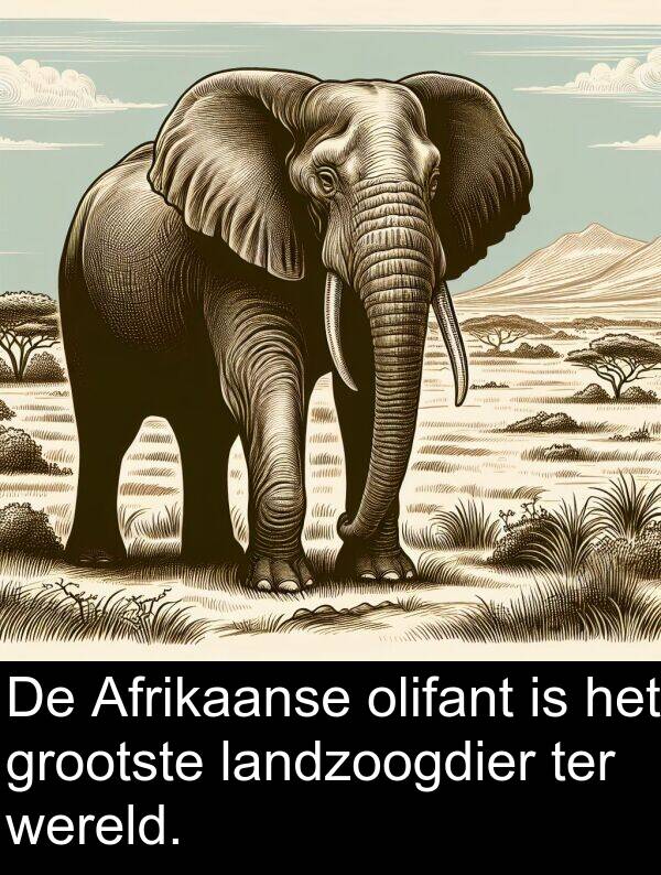 grootste: De Afrikaanse olifant is het grootste landzoogdier ter wereld.