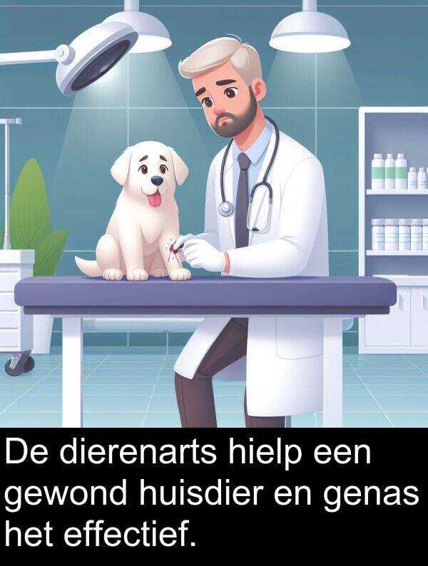 gewond: De dierenarts hielp een gewond huisdier en genas het effectief.
