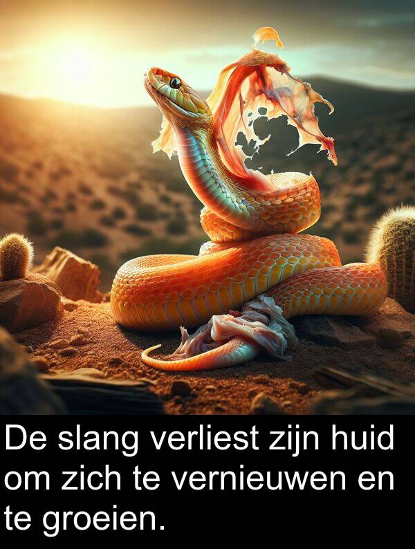 groeien: De slang verliest zijn huid om zich te vernieuwen en te groeien.