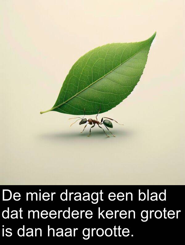 groter: De mier draagt een blad dat meerdere keren groter is dan haar grootte.