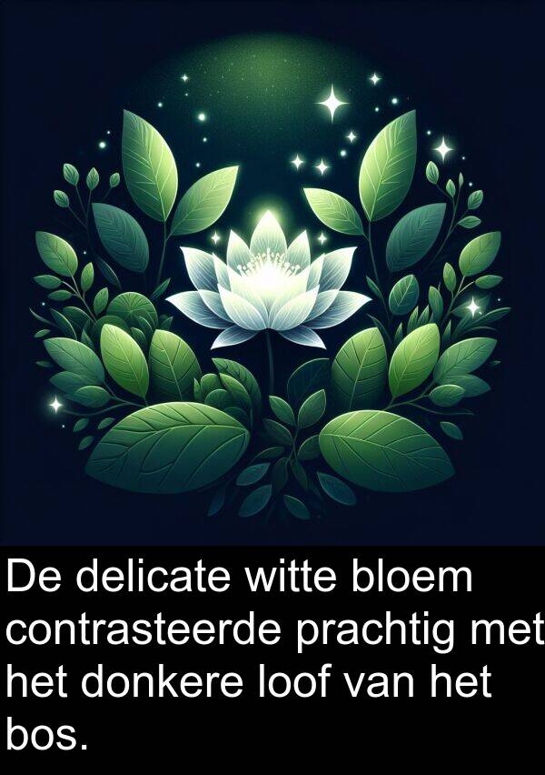 loof: De delicate witte bloem contrasteerde prachtig met het donkere loof van het bos.