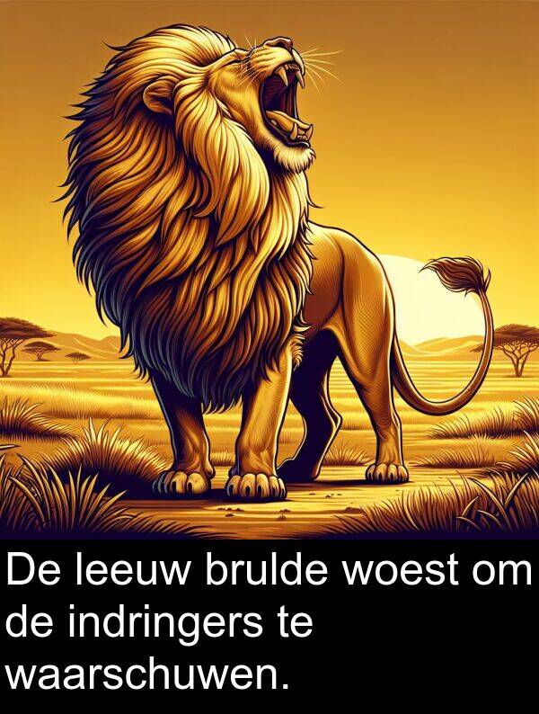 indringers: De leeuw brulde woest om de indringers te waarschuwen.