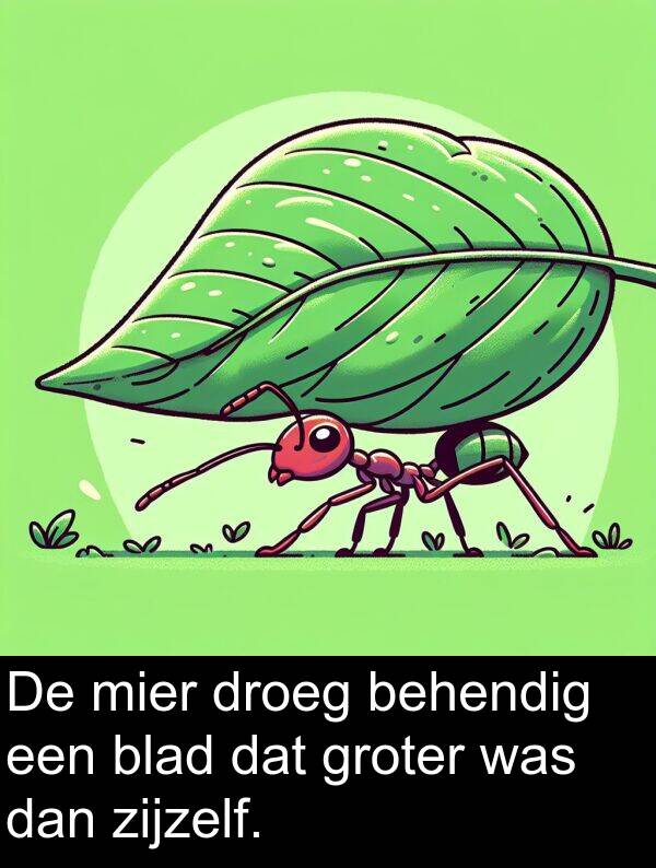 groter: De mier droeg behendig een blad dat groter was dan zijzelf.