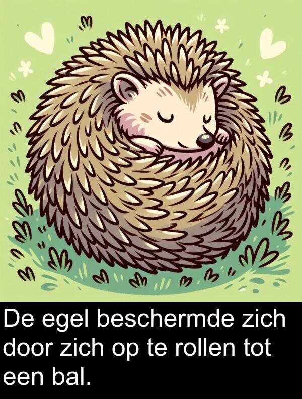 bal: De egel beschermde zich door zich op te rollen tot een bal.