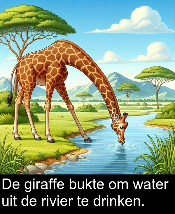giraffe: De giraffe bukte om water uit de rivier te drinken.