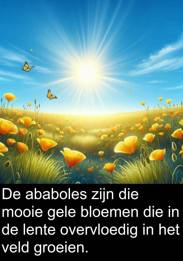 groeien: De ababoles zijn die mooie gele bloemen die in de lente overvloedig in het veld groeien.