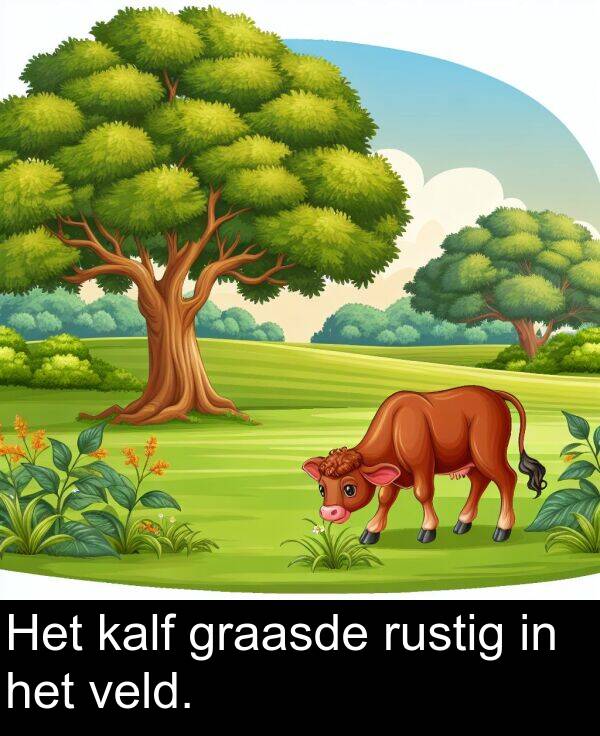 graasde: Het kalf graasde rustig in het veld.