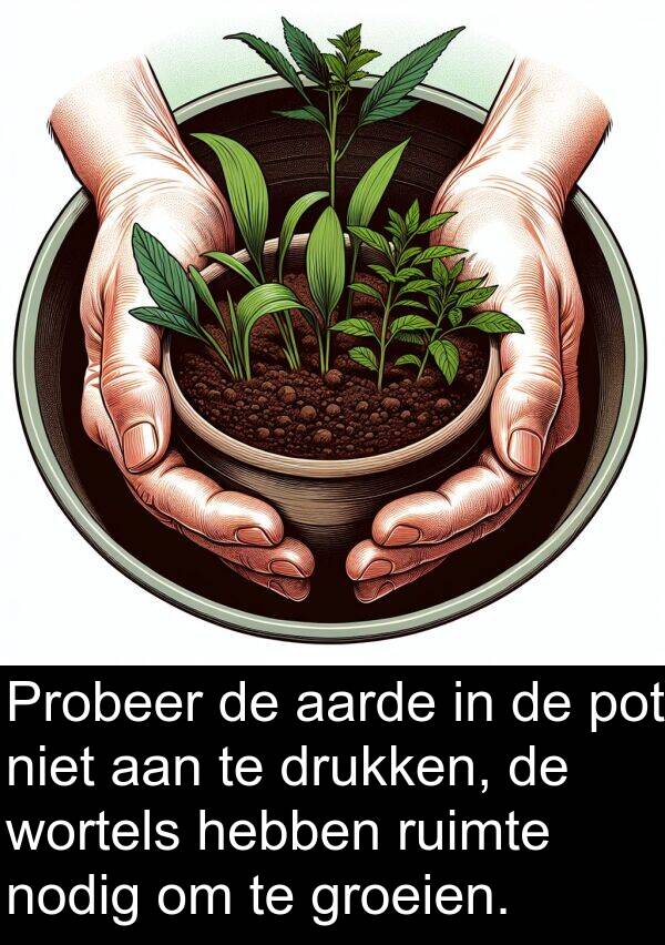 groeien: Probeer de aarde in de pot niet aan te drukken, de wortels hebben ruimte nodig om te groeien.