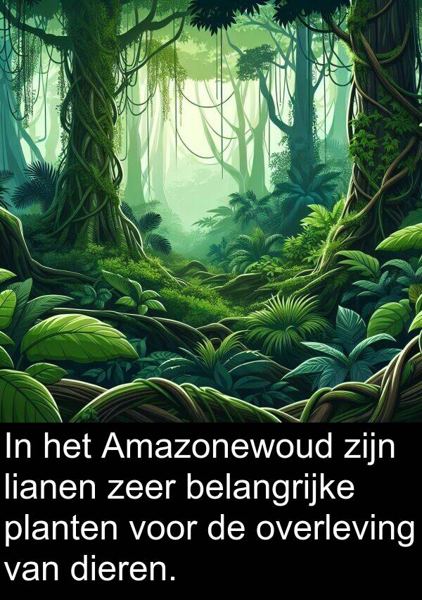 belangrijke: In het Amazonewoud zijn lianen zeer belangrijke planten voor de overleving van dieren.