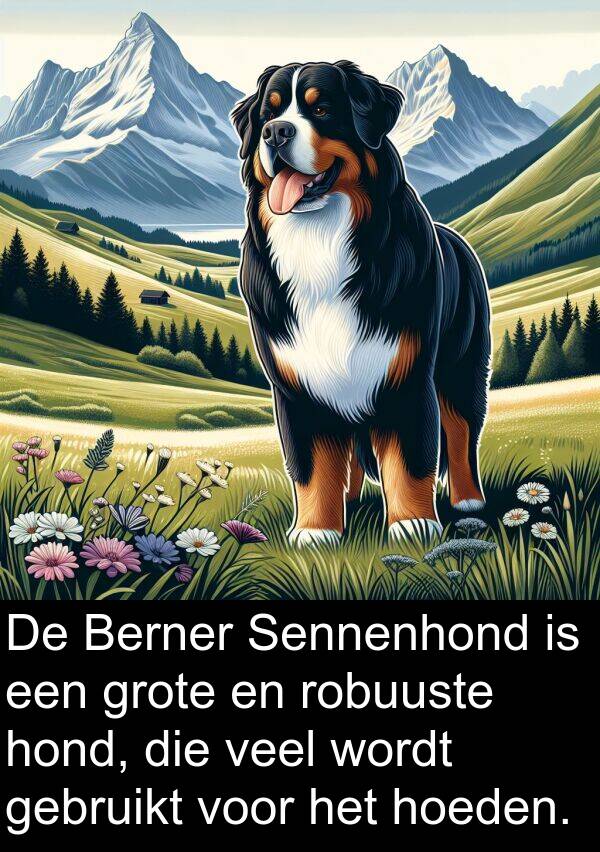 hoeden: De Berner Sennenhond is een grote en robuuste hond, die veel wordt gebruikt voor het hoeden.