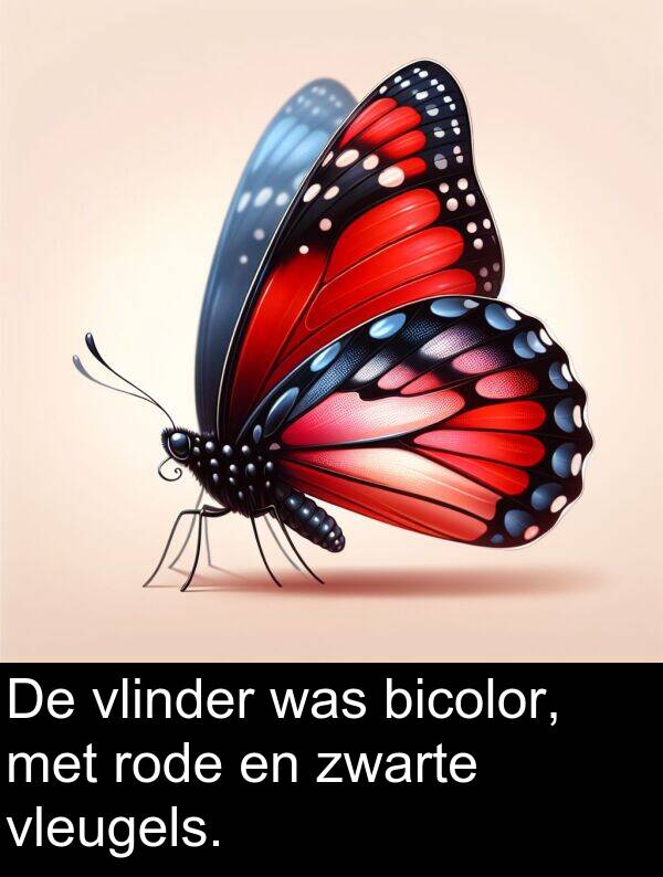 zwarte: De vlinder was bicolor, met rode en zwarte vleugels.