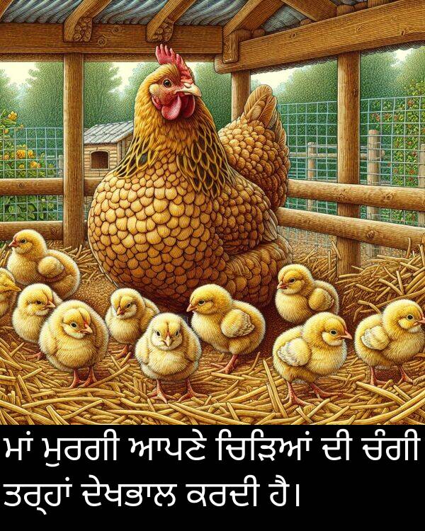 ਕਰਦੀ: ਮਾਂ ਮੁਰਗੀ ਆਪਣੇ ਚਿੜਿਆਂ ਦੀ ਚੰਗੀ ਤਰ੍ਹਾਂ ਦੇਖਭਾਲ ਕਰਦੀ ਹੈ।
