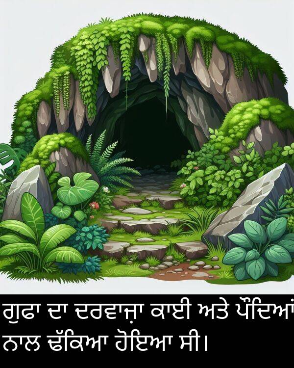 ਪੌਦਿਆਂ: ਗੁਫਾ ਦਾ ਦਰਵਾਜ਼ਾ ਕਾਈ ਅਤੇ ਪੌਦਿਆਂ ਨਾਲ ਢੱਕਿਆ ਹੋਇਆ ਸੀ।