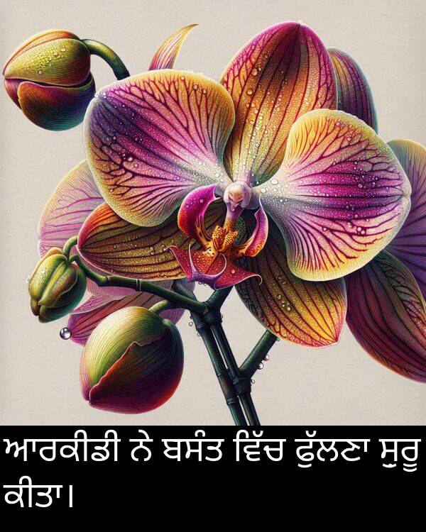 ਬਸੰਤ: ਆਰਕੀਡੀ ਨੇ ਬਸੰਤ ਵਿੱਚ ਫੁੱਲਣਾ ਸ਼ੁਰੂ ਕੀਤਾ।