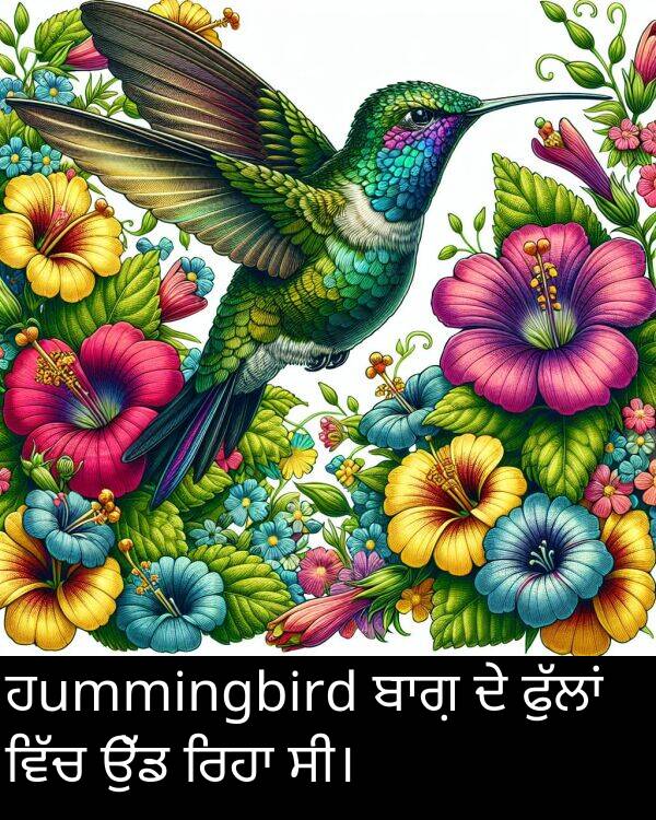 ਹ: ਹummingbird ਬਾਗ਼ ਦੇ ਫੁੱਲਾਂ ਵਿੱਚ ਉੱਡ ਰਿਹਾ ਸੀ।