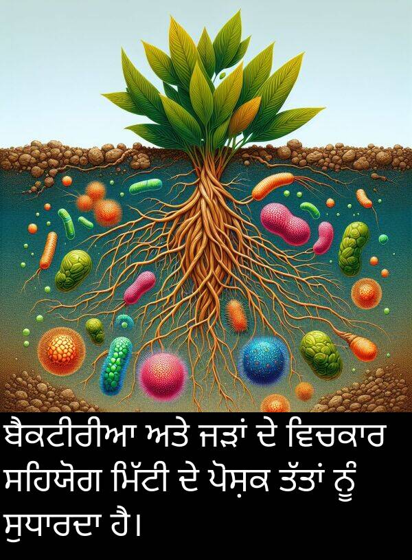 ਸਹਿਯੋਗ: ਬੈਕਟੀਰੀਆ ਅਤੇ ਜੜਾਂ ਦੇ ਵਿਚਕਾਰ ਸਹਿਯੋਗ ਮਿੱਟੀ ਦੇ ਪੋਸ਼ਕ ਤੱਤਾਂ ਨੂੰ ਸੁਧਾਰਦਾ ਹੈ।
