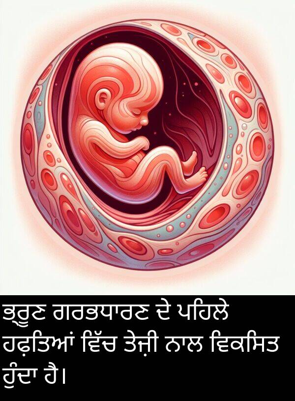 ਤੇਜ਼ੀ: ਭ੍ਰੂਣ ਗਰਭਧਾਰਣ ਦੇ ਪਹਿਲੇ ਹਫ਼ਤਿਆਂ ਵਿੱਚ ਤੇਜ਼ੀ ਨਾਲ ਵਿਕਸਿਤ ਹੁੰਦਾ ਹੈ।