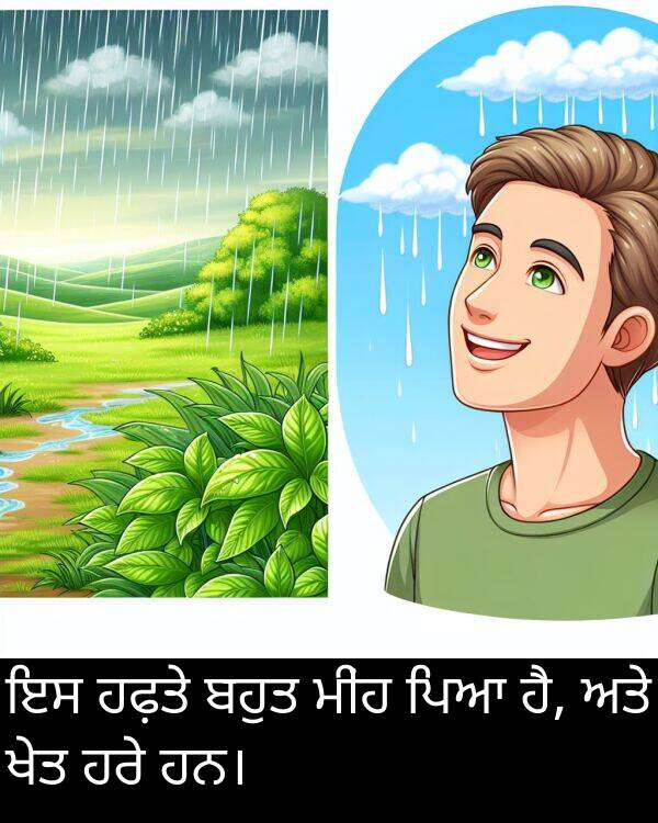 ਮੀਂਹ: ਇਸ ਹਫ਼ਤੇ ਬਹੁਤ ਮੀਂਹ ਪਿਆ ਹੈ, ਅਤੇ ਖੇਤ ਹਰੇ ਹਨ।