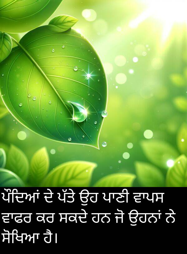 ਪੌਦਿਆਂ: ਪੌਦਿਆਂ ਦੇ ਪੱਤੇ ਉਹ ਪਾਣੀ ਵਾਪਸ ਵਾਫਰ ਕਰ ਸਕਦੇ ਹਨ ਜੋ ਉਹਨਾਂ ਨੇ ਸੋਖਿਆ ਹੈ।