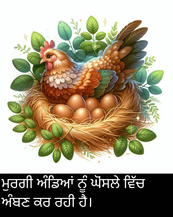 ਅੰਬਣ: ਮੁਰਗੀ ਅੰਡਿਆਂ ਨੂੰ ਘੋਂਸਲੇ ਵਿੱਚ ਅੰਬਣ ਕਰ ਰਹੀ ਹੈ।