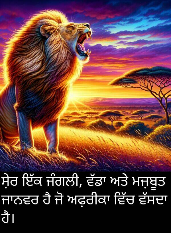 ਮਜ਼ਬੂਤ: ਸ਼ੇਰ ਇੱਕ ਜੰਗਲੀ, ਵੱਡਾ ਅਤੇ ਮਜ਼ਬੂਤ ਜਾਨਵਰ ਹੈ ਜੋ ਅਫ਼ਰੀਕਾ ਵਿੱਚ ਵੱਸਦਾ ਹੈ।