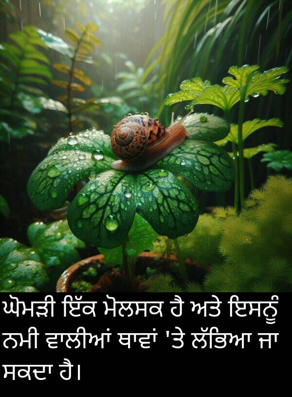 ਇਸਨੂੰ: ਘੋਮੜੀ ਇੱਕ ਮੋਲਸਕ ਹੈ ਅਤੇ ਇਸਨੂੰ ਨਮੀ ਵਾਲੀਆਂ ਥਾਵਾਂ 'ਤੇ ਲੱਭਿਆ ਜਾ ਸਕਦਾ ਹੈ।