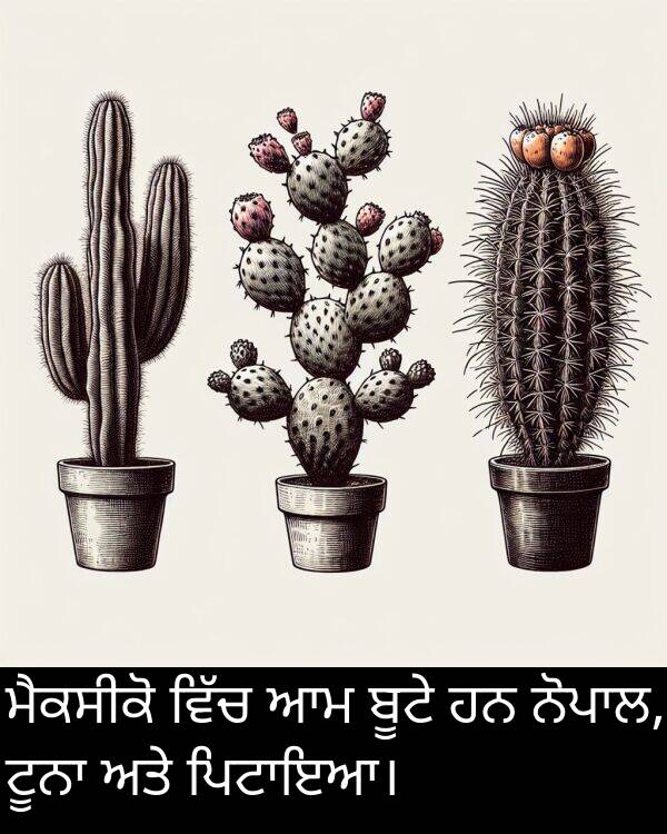 ਬੂਟੇ: ਮੈਕਸੀਕੋ ਵਿੱਚ ਆਮ ਬੂਟੇ ਹਨ ਨੋਪਾਲ, ਟੂਨਾ ਅਤੇ ਪਿਟਾਇਆ।
