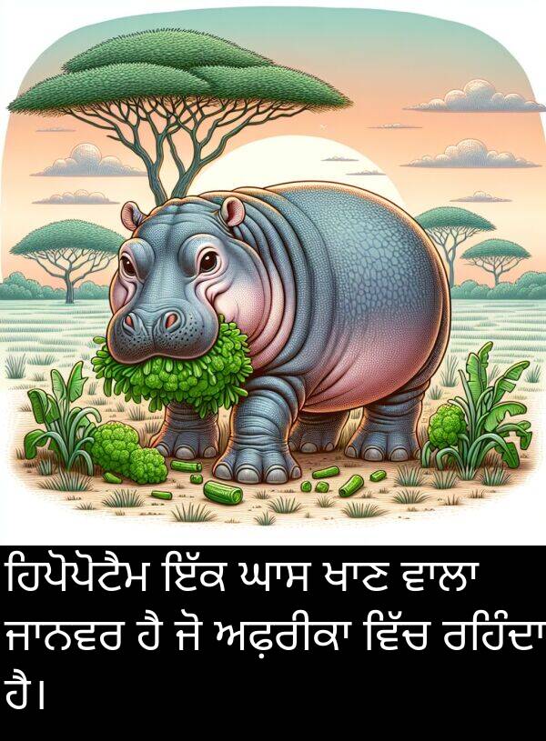 ਹਿਪੋਪੋਟੈਮ: ਹਿਪੋਪੋਟੈਮ ਇੱਕ ਘਾਸ ਖਾਣ ਵਾਲਾ ਜਾਨਵਰ ਹੈ ਜੋ ਅਫ਼ਰੀਕਾ ਵਿੱਚ ਰਹਿੰਦਾ ਹੈ।