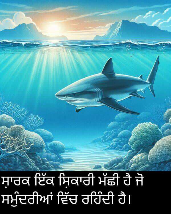 ਸਮੁੰਦਰੀਆਂ: ਸ਼ਾਰਕ ਇੱਕ ਸ਼ਿਕਾਰੀ ਮੱਛੀ ਹੈ ਜੋ ਸਮੁੰਦਰੀਆਂ ਵਿੱਚ ਰਹਿੰਦੀ ਹੈ।