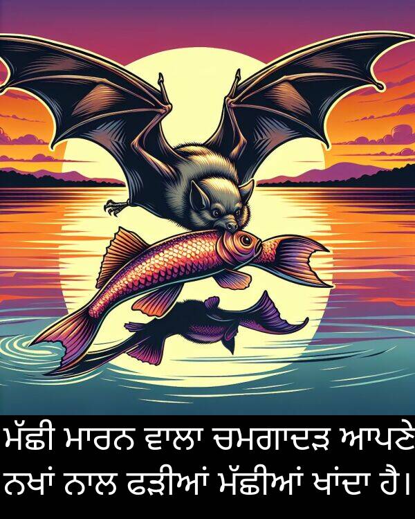 ਫੜੀਆਂ: ਮੱਛੀ ਮਾਰਨ ਵਾਲਾ ਚਮਗਾਦੜ ਆਪਣੇ ਨਖਾਂ ਨਾਲ ਫੜੀਆਂ ਮੱਛੀਆਂ ਖਾਂਦਾ ਹੈ।