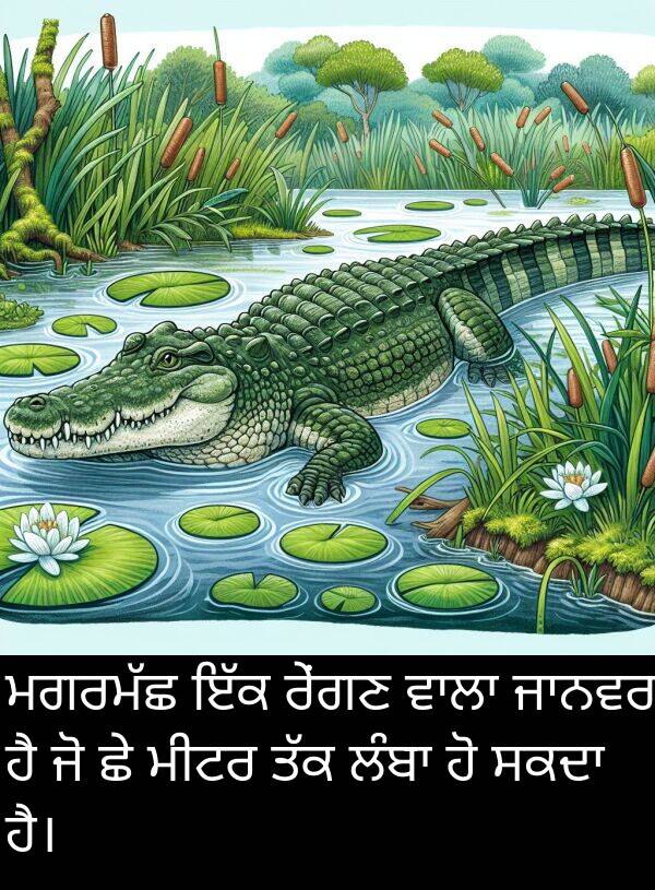 ਰੇਂਗਣ: ਮਗਰਮੱਛ ਇੱਕ ਰੇਂਗਣ ਵਾਲਾ ਜਾਨਵਰ ਹੈ ਜੋ ਛੇ ਮੀਟਰ ਤੱਕ ਲੰਬਾ ਹੋ ਸਕਦਾ ਹੈ।