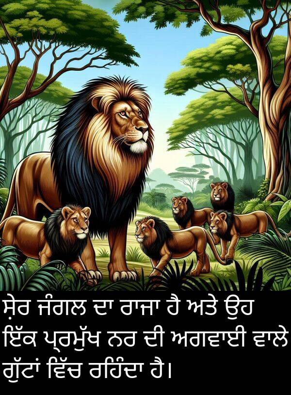 ਸ਼ੇਰ: ਸ਼ੇਰ ਜੰਗਲ ਦਾ ਰਾਜਾ ਹੈ ਅਤੇ ਉਹ ਇੱਕ ਪ੍ਰਮੁੱਖ ਨਰ ਦੀ ਅਗਵਾਈ ਵਾਲੇ ਗੁੱਟਾਂ ਵਿੱਚ ਰਹਿੰਦਾ ਹੈ।