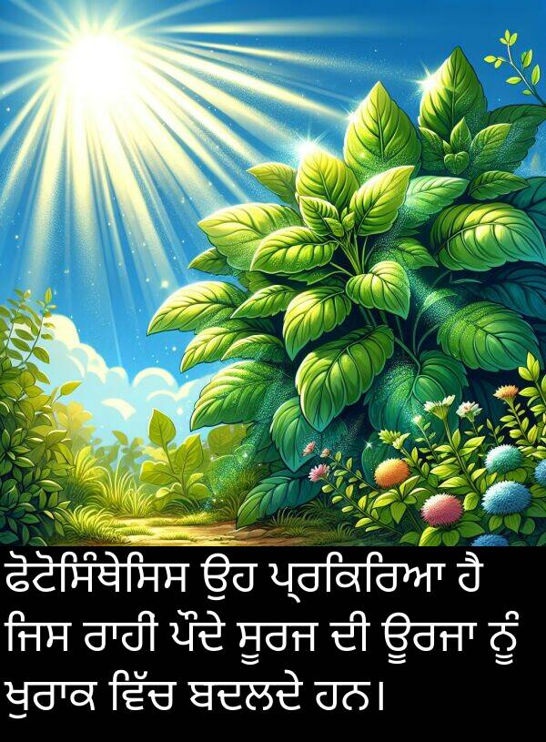 ਪ੍ਰਕਿਰਿਆ: ਫੋਟੋਸਿੰਥੇਸਿਸ ਉਹ ਪ੍ਰਕਿਰਿਆ ਹੈ ਜਿਸ ਰਾਹੀਂ ਪੌਦੇ ਸੂਰਜ ਦੀ ਊਰਜਾ ਨੂੰ ਖੁਰਾਕ ਵਿੱਚ ਬਦਲਦੇ ਹਨ।