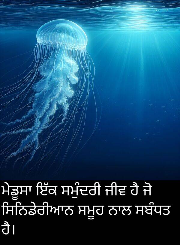 ਸਮੁੰਦਰੀ: ਮੇਡੂਸਾ ਇੱਕ ਸਮੁੰਦਰੀ ਜੀਵ ਹੈ ਜੋ ਸਿਨਿਡੇਰੀਆਨ ਸਮੂਹ ਨਾਲ ਸਬੰਧਤ ਹੈ।