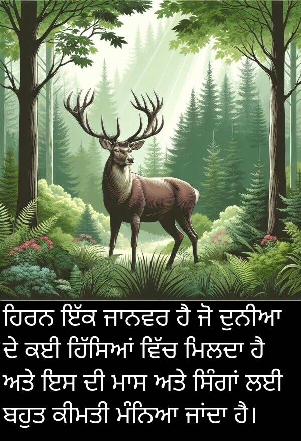 ਕੀਮਤੀ: ਹਿਰਨ ਇੱਕ ਜਾਨਵਰ ਹੈ ਜੋ ਦੁਨੀਆ ਦੇ ਕਈ ਹਿੱਸਿਆਂ ਵਿੱਚ ਮਿਲਦਾ ਹੈ ਅਤੇ ਇਸ ਦੀ ਮਾਸ ਅਤੇ ਸਿੰਗਾਂ ਲਈ ਬਹੁਤ ਕੀਮਤੀ ਮੰਨਿਆ ਜਾਂਦਾ ਹੈ।