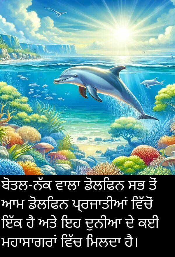 ਡੋਲਫਿਨ: ਬੋਤਲ-ਨੱਕ ਵਾਲਾ ਡੋਲਫਿਨ ਸਭ ਤੋਂ ਆਮ ਡੋਲਫਿਨ ਪ੍ਰਜਾਤੀਆਂ ਵਿੱਚੋਂ ਇੱਕ ਹੈ ਅਤੇ ਇਹ ਦੁਨੀਆ ਦੇ ਕਈ ਮਹਾਸਾਗਰਾਂ ਵਿੱਚ ਮਿਲਦਾ ਹੈ।