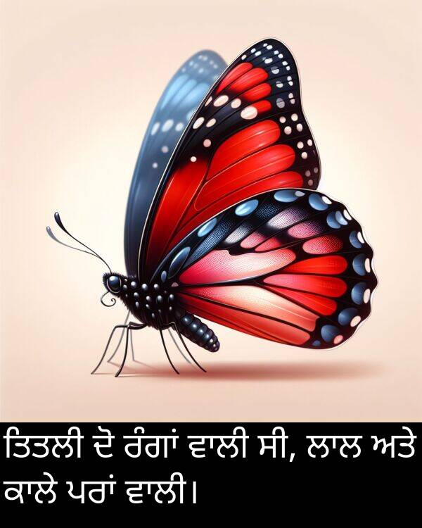 ਸੀ: ਤਿਤਲੀ ਦੋ ਰੰਗਾਂ ਵਾਲੀ ਸੀ, ਲਾਲ ਅਤੇ ਕਾਲੇ ਪਰਾਂ ਵਾਲੀ।