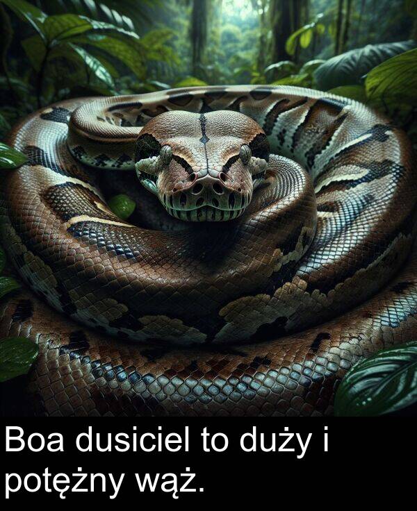 wąż: Boa dusiciel to duży i potężny wąż.