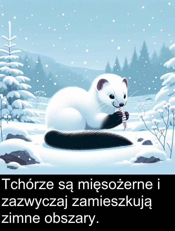 zimne: Tchórze są mięsożerne i zazwyczaj zamieszkują zimne obszary.