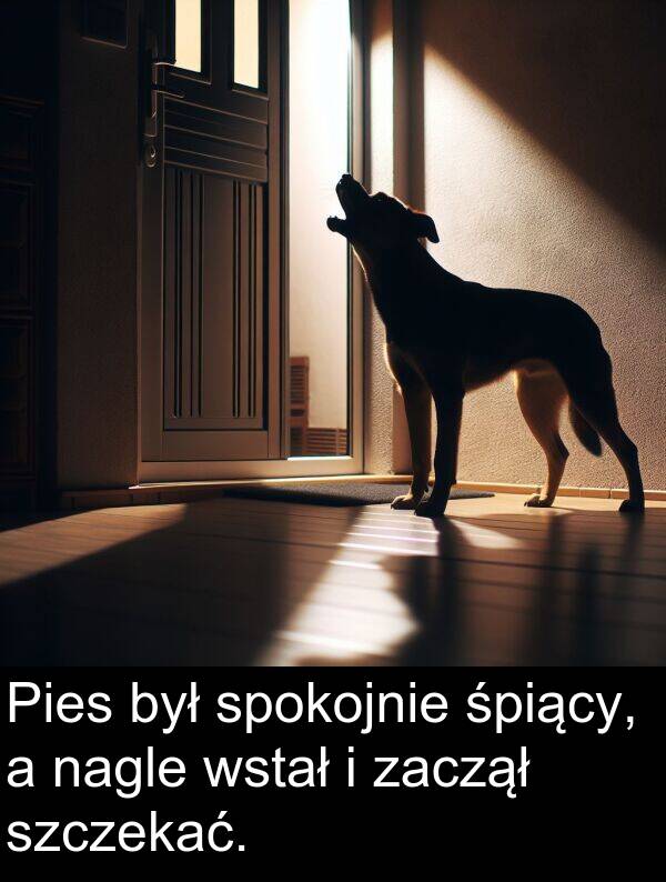 zaczął: Pies był spokojnie śpiący, a nagle wstał i zaczął szczekać.