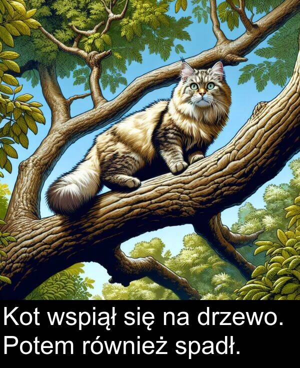 wspiął: Kot wspiął się na drzewo. Potem również spadł.