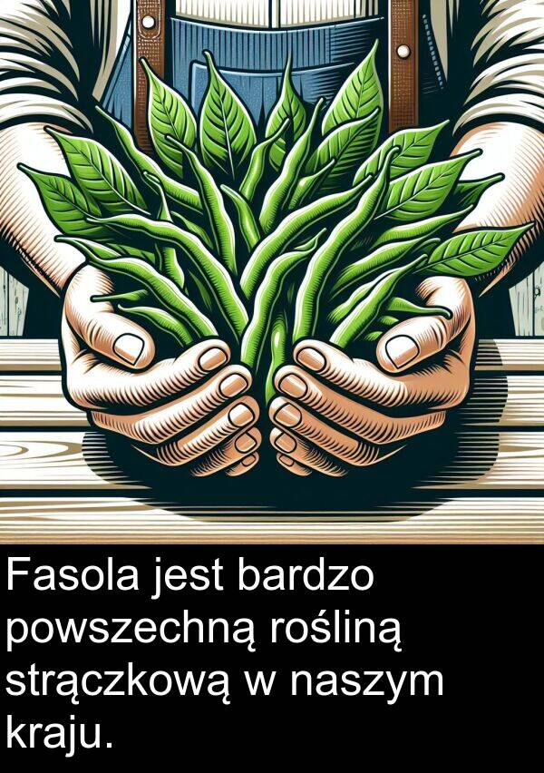 powszechną: Fasola jest bardzo powszechną rośliną strączkową w naszym kraju.