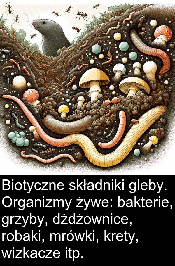 żywe: Biotyczne składniki gleby. Organizmy żywe: bakterie, grzyby, dżdżownice, robaki, mrówki, krety, wizkacze itp.