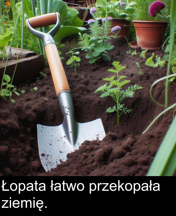 przekopała: Łopata łatwo przekopała ziemię.