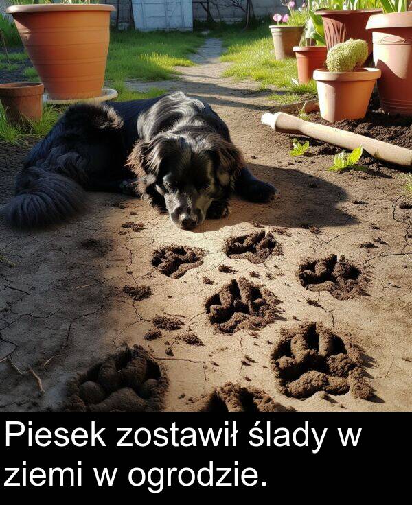 ziemi: Piesek zostawił ślady w ziemi w ogrodzie.