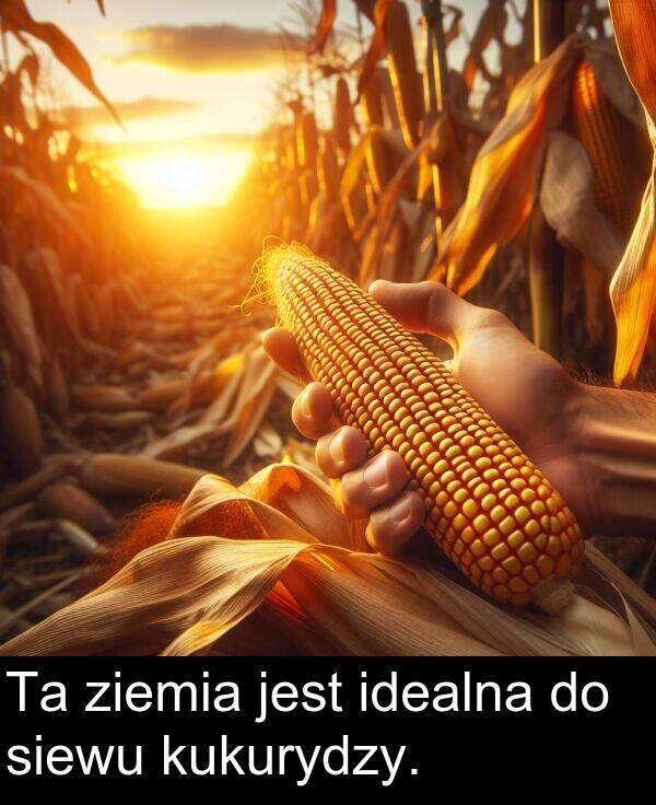ziemia: Ta ziemia jest idealna do siewu kukurydzy.