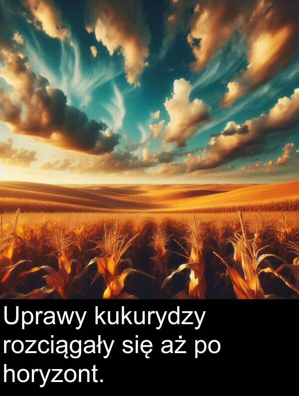 horyzont: Uprawy kukurydzy rozciągały się aż po horyzont.