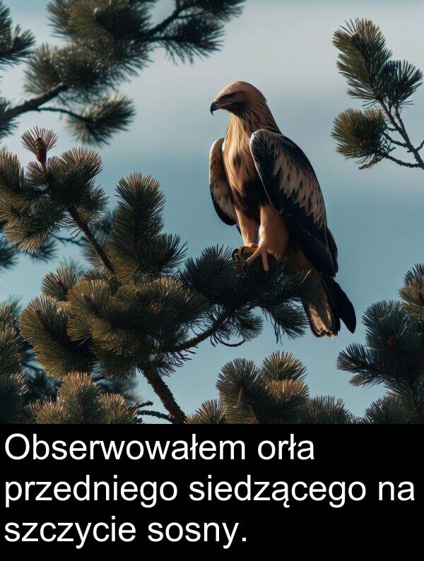 przedniego: Obserwowałem orła przedniego siedzącego na szczycie sosny.