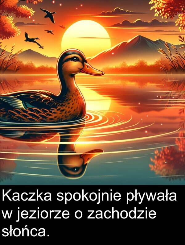pływała: Kaczka spokojnie pływała w jeziorze o zachodzie słońca.