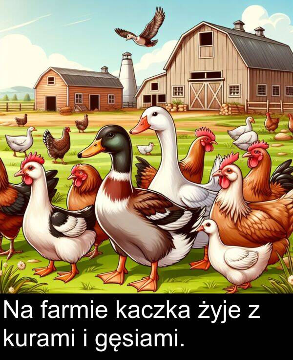 żyje: Na farmie kaczka żyje z kurami i gęsiami.